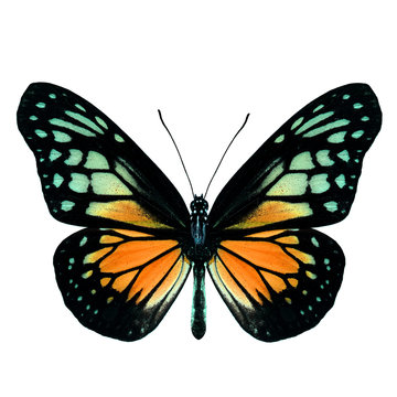 Beautiful orange butterfly isolated on white background, beautif