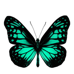 Fototapeta na wymiar The most beautiful light green butterfly in fancy color profile
