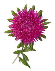 Aster flower head