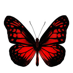 The most beautiful red butterfly in fancy color profile isolated