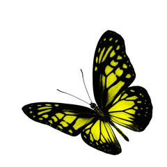 Yellow Glassy Tiger Butterfly upper wing part in natural color p