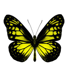 Yellow Glassy Tiger Butterfly upper wing part in natural color p