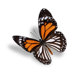 Fototapeta na wymiar White Tiger butterfly, the beautiful flying orange brown and whi