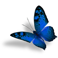Beautiful flying light blue butterfly, The Vagrant Butterfly str