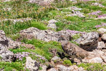 mountain landscape scenery with Ptarmigan camouflaged in the roc