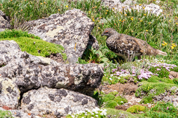 mountain landscape scenery with Ptarmigan camouflaged in the roc