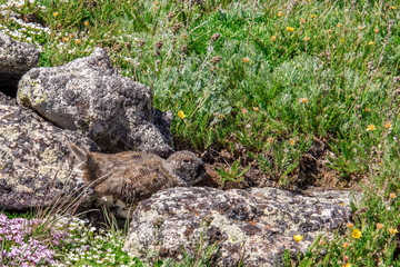 mountain landscape scenery with Ptarmigan camouflaged in the roc