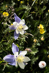 field with Rocky Mountain blue columbine flowers