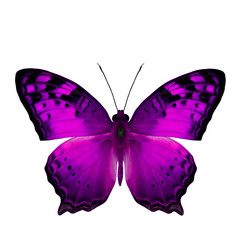 The beautiful purple butterfly, Vagrant Butterfly stretch back w