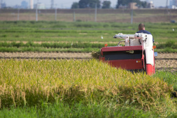 稲刈り
