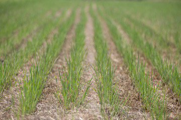 稲刈り後の水田