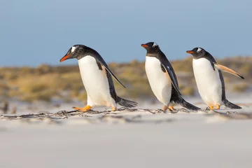 Cercles muraux Pingouin Trio de Gentoo Pengions se promenant sur la plage