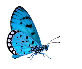 Obraz premium The beautiful pale blue butterfly standing on white floor