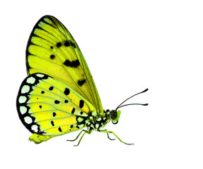 Obraz premium The beautiful yellow butterfly standing on white floor