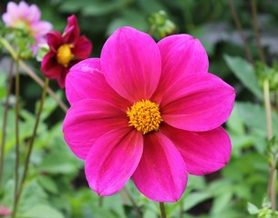 Fototapeta premium Dahlia