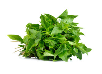 Basil leaves isolated on white background.