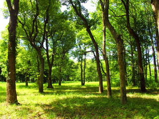 Fototapeta na wymiar 緑陰の公園風景