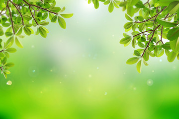 Obraz premium natural green background with selective focus