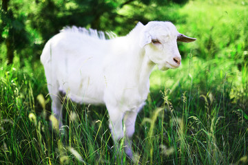 White goat