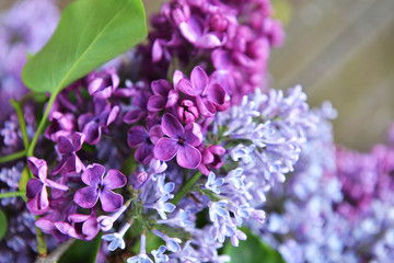 branch of lilac