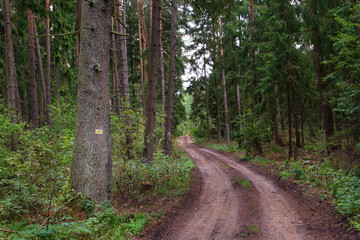 Naklejka premium yellow trail sign on pine tree