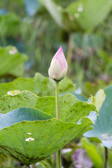 lotus flower