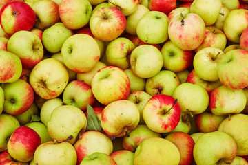 Fresh organic apples