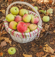 Autumn still life with a basket of apples