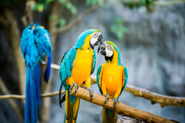 Macaw in chiangmai-nightsafari , chiangmai Thailand