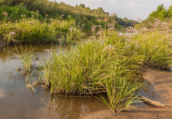 Butomus umbellatus flowers on a background of water and grass