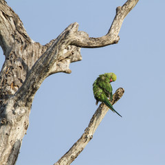 Rose-ringed parakeet in Arugam bay lagoon, Sri Lanka