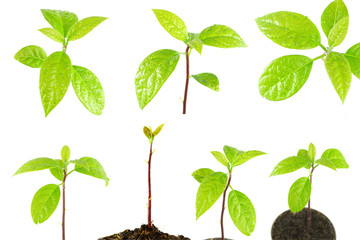 young plant tree on white background
