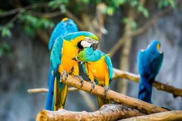 Macaw in chiangmai-nightsafari , chiangmai Thailand