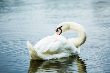 Fototapeta premium Swan in lake chiangmai Thailand