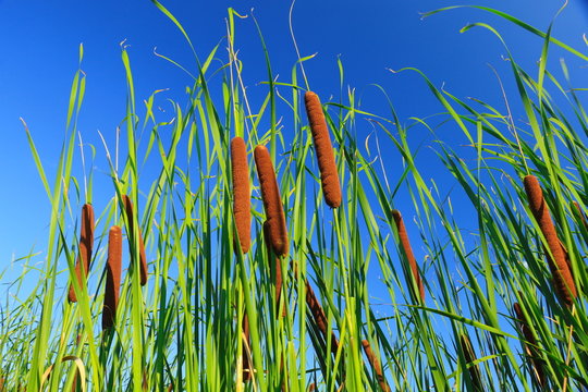 Cattails and Reeds
