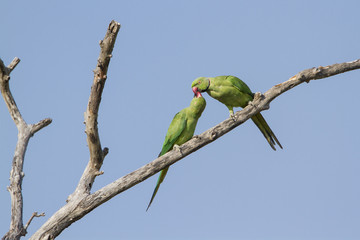 Rose-ringed parakeet in Arugam bay lagoon, Sri Lanka