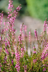 Heather flowers
