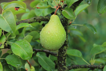 pear