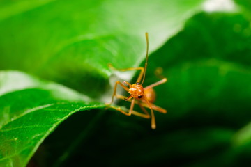 ant walk on the leaf