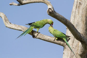 Rose-ringed parakeet in Arugam bay lagoon, Sri Lanka