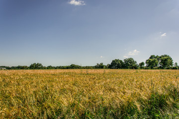 Landscapes of a barley field under blue sky