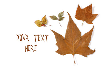 various autumn maple leaves isolated on white background. top view