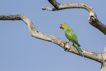 Rose-ringed parakeet in Arugam bay lagoon, Sri Lanka