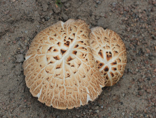 mushroom