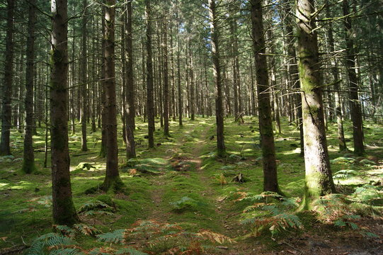 sous bois