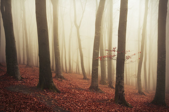 Fototapeta Picturesque misty forest
