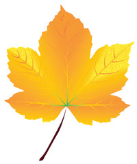 Realistic yellow maple leaf isolated on white background