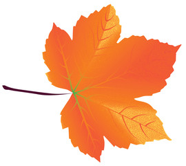 Realistic orange maple leaf isolated on white background