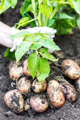 Harvesting the young potatoes in the garden