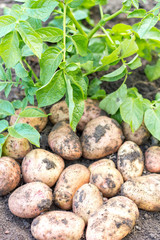 potato plant with tubers digging up from the ground